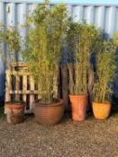 A collection of six terracotta jardinières,