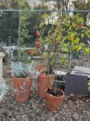 Three terracotta jardinières,