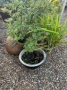 A collection of garden pots,