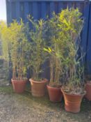 Four terracotta garden pots or jardinières,