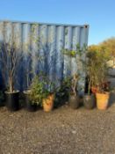 Six various terracotta and glazed garden pots,