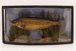 A cased stuffed and mounted trout, by Cooper