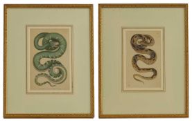 Frederick Polydore Nodder (c.1751-1800) and Richard Polydore Nodder (1774-1823)