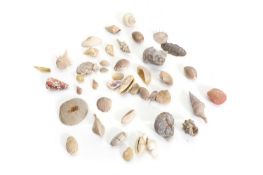 A collection of shells,