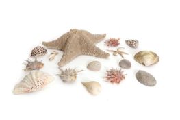 A large collection of shells,