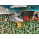 SULKY DPX FERTILISER SPREADER - Image 6 of 7