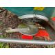 SULKY DPX28 FERTILISER SPREADER - Image 5 of 7