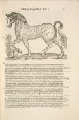 U. Aldrovandi, Quadrupedibus. Bolognia 1648.