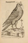 U. Aldrovandi, Ornithologiae. 3 Bde. Bologna 1645-52.