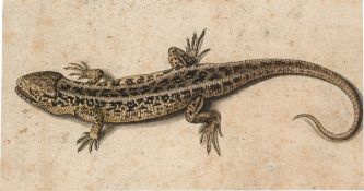 Prague (?), um 1600. Lizard.