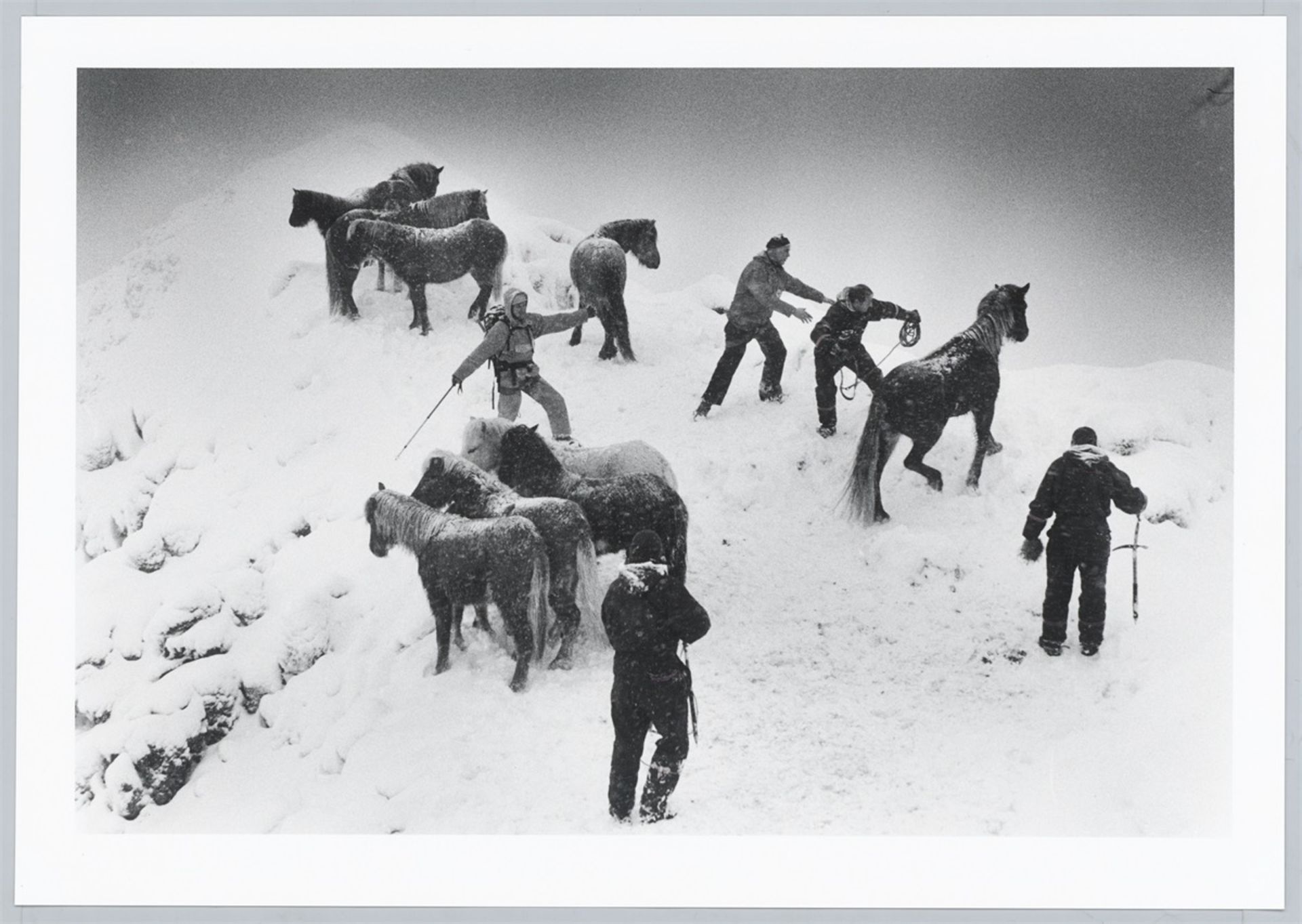 Ragnar Axelsson. „Horse rescue – Iceland“. 1995 - Bild 3 aus 5