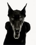 Walter Schels. ”Dobermann”. 1990