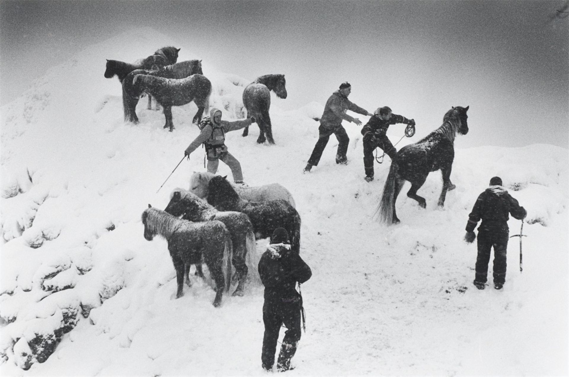 Ragnar Axelsson. „Horse rescue – Iceland“. 1995