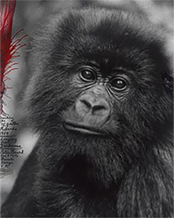 Photography Online Only, 10 to 19 October 2025