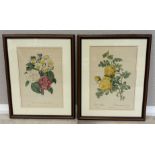 Two framed and glazed prints depicting flowers.