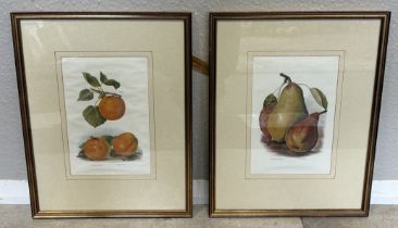 A pair of framed and glazed book prints depicting peaches and pears.