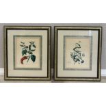 M A BURNETT: (British, d.1856): Two lithographs depicting peppers and olives.