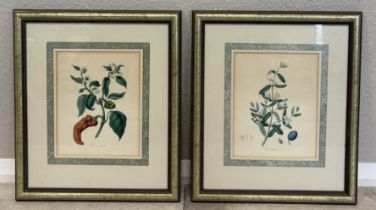 M A BURNETT: (British, d.1856): Two lithographs depicting peppers and olives.