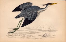 Heron Rev Morris 1888 Antique History of British Birds Engraving-41.