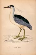 Night Heron Rev Morris 1888 Antique History of British Birds Engraving-44.