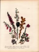 Jane Loudon Wildflower Rare 165-Yr-Old Antique Gilt-Edged Illustration-44.