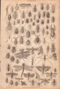 The Victorian World of Insects Species Antique Oliver Goldsmith Engraving XXVI.