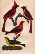Alexander Wilson Rare American Birds Cardinal Grosbeak, Red Tanger—11.