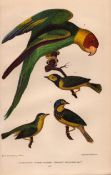 Alexander Wilson Rare American Birds Carolina Parrot, Green Black Cap -26.