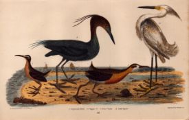 Alexander Wilson Rare American Birds Virginian Rail, Crane, Clapper, Egret-62.