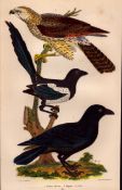 Alexander Wilson Rare American Birds Winter Falcon, Magpie, Crow-35.