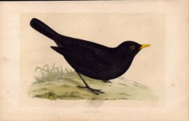 Blackbird Rev Morris Antique History of British Birds 170 Years-Old Engraving.
