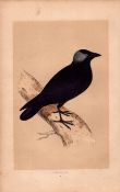 Jackdaw Rev Morris Antique History of British Birds 170 Years-Old Engraving.