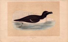 Razor-Bill Rev Morris Antique History of British Birds 170 Years-Old Engraving.