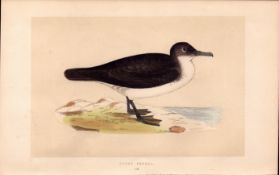 Dusky Petrel Rev Morris Antique History of British Birds Engraving.