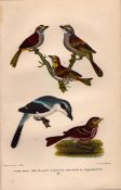 Alexander Wilson Rare American Birds Swamp Sparrow, Loggerhead Shrike-22.