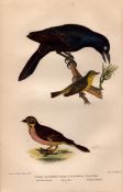 Alexander Wilson Rare American Birds Blackbird, Warbler, Lark Finch-5.