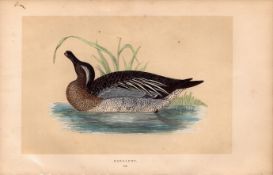 Garganey Rev Morris Antique History of British Birds 170 Years-Old Engraving.