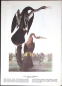Water Turkey Audubon Birds of America 72-Year-Old Coloured Book Plate-94.