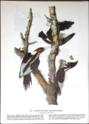 Ivory Billed Woodpecker Audubon Birds of America 72-Year-Old Coloured Book Plate-43.