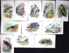 Job-Lot 10 Lloyd's Natural History, Birds Antique 1896 Prints-5.