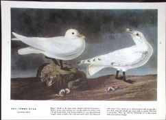 Ivory Gull Audubon Birds of America 72-Year-Old Coloured Book Plate-37.