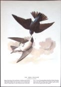 Tree-Swallow Audubon Birds of America 72-Year-Old Coloured Book Plate-60.