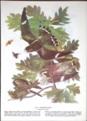 The Nighthawk Audubon Birds of America 72-Year-Old Coloured Book Plate-26.