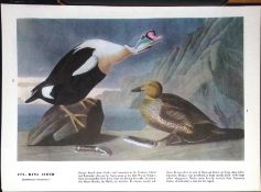 King Eider Duck Audubon Birds of America 72-Year-Old Coloured Book Plate-32.
