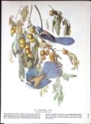 Florida Jay Audubon Birds of America 72-Year-Old Coloured Book Plate-79.