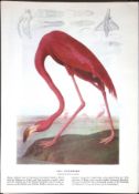 Pink Flamingo Audubon Birds of America 72-Year-Old Coloured Book Plate-1.
