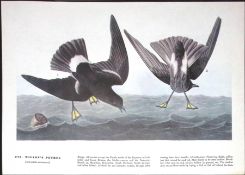 Wilsons Petrel Audubon Birds of America 72-Year-Old Coloured Book Plate-36.