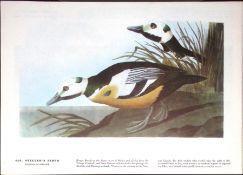 Stellers Eider Duck Audubon Birds of America 72-Year-Old Coloured Book Plate-107.