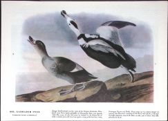 Labrador Duck Audubon Birds of America 72-Year-Old Coloured Book Plate-101.