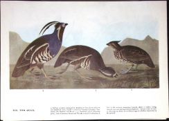 Two Quail’s Audubon Birds of America 72-Year-Old Coloured Book Plate-108.